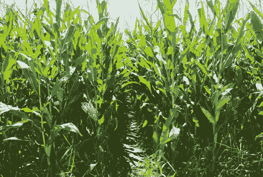 内蒙古准格尔玉米种植面积