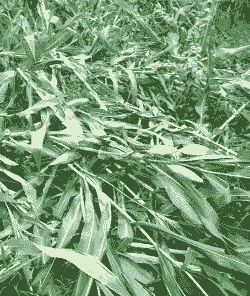 玉米种植到后怎么防倒伏