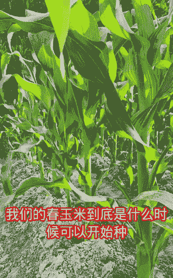 玉米种植啥时候剪花苞最好