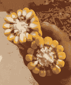 天津适合种植的玉米种子
