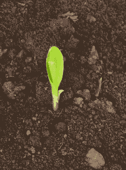 玉米种植几天长芽叶了