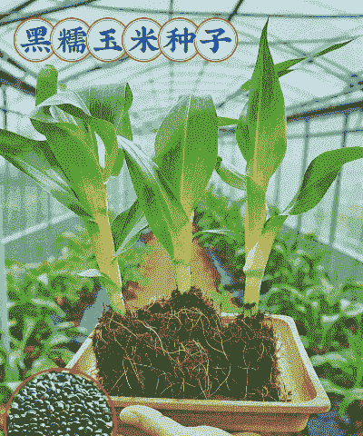 挑选什么玉米种子好种植