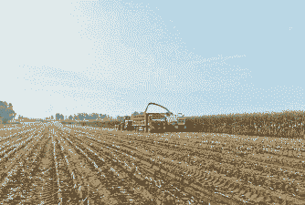 青贮玉米种植技术全过程