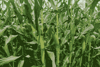 山东种植哪种玉米种好