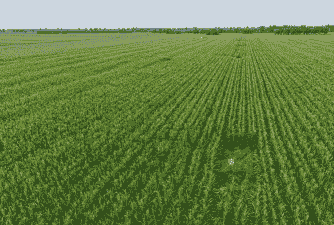 适宜内蒙古的玉米种植