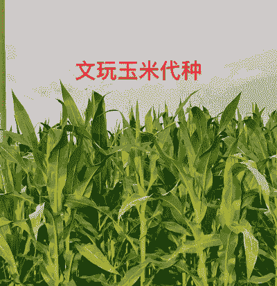 文玩玉米种植要求是什么
