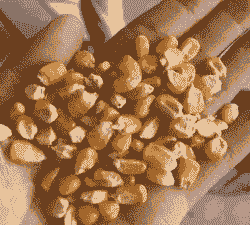 老挝万象玉米种植面积