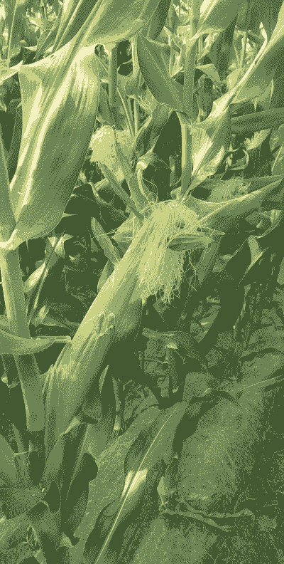 巴彦富硒玉米种植基地在哪