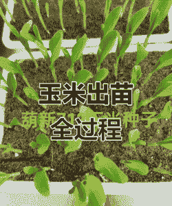 发芽的玉米种子怎么种植