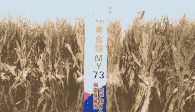 富平县玉米种植面积多少