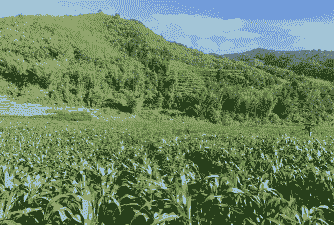 云南青玉米种植条件是什么