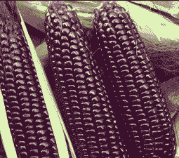 紫糯玉米种植密度是多少