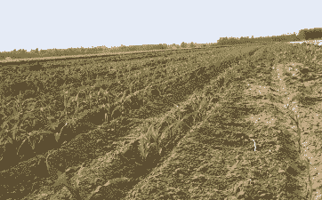 玉米种植土壤多厚为好呢