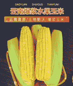 云南水果玉米种植时间是多少