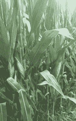 青储玉米种植优势和劣势