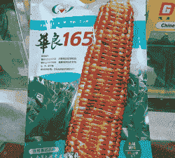 山东种植什么玉米种子好