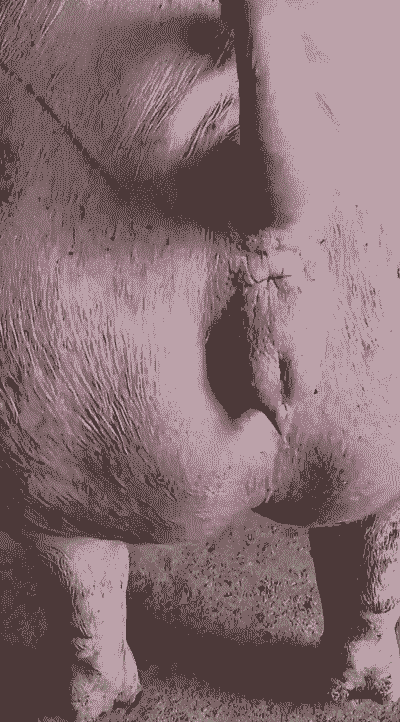 母猪产后一天发抖