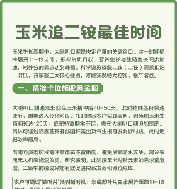 二安玉米种植时间表