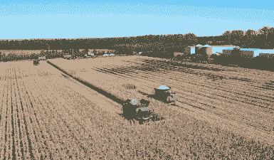 北大荒农场玉米种植面积