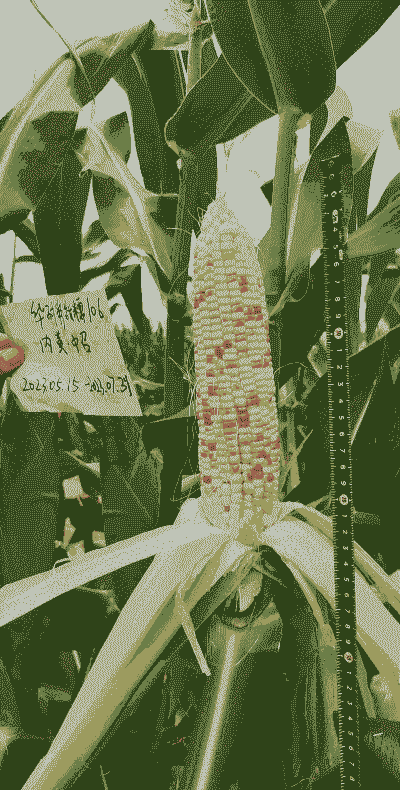 糯玉米种多深合适种植