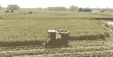 孝南玉米种植地区有哪些