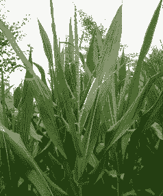 玉米种植多久可以抽雄穗