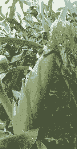 河南商丘可种植的玉米种