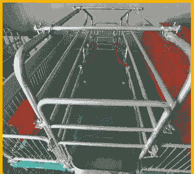 母猪产后几天下床