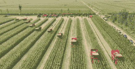 德州玉米种植户是谁的