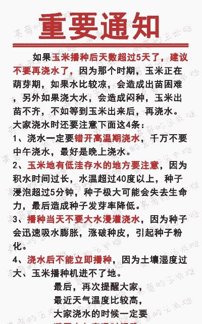 玉米种植浇水注意事项