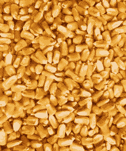 山西适合种植的玉米种子