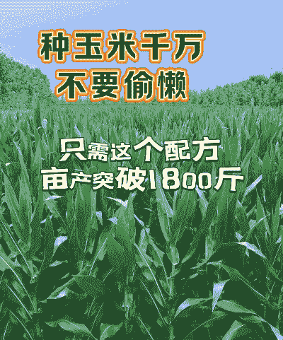 玉米种植不用化肥可以吗