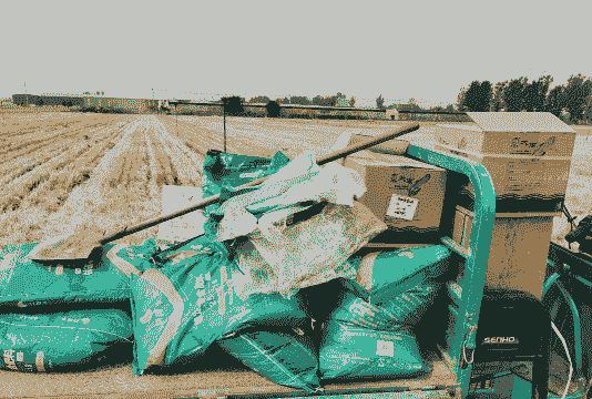 河北有没有黑玉米种植的