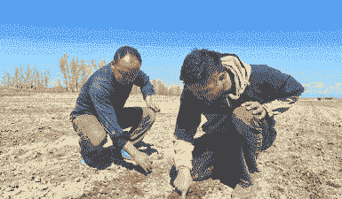 额敏县玉米种植地区在哪