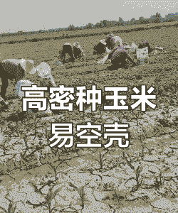 玉米种植密度过大的危害