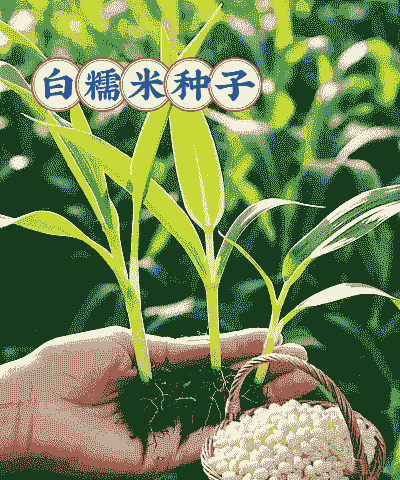 小糯米玉米种子怎么种植