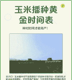 亳州高产玉米种植时间表
