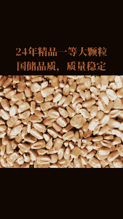 东北种植什么玉米种子好