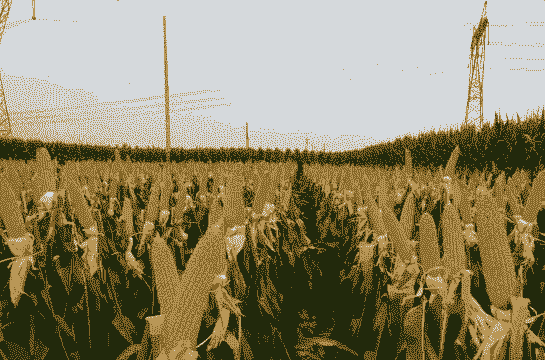 玉米种适合山东种植的