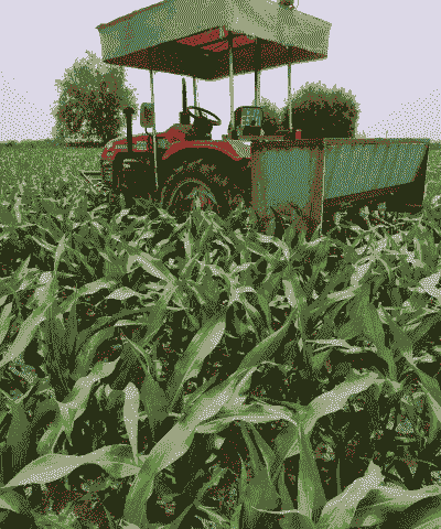 春玉米种植大户是谁啊