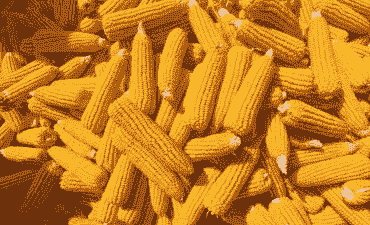 织金玉米种植面积多少亩