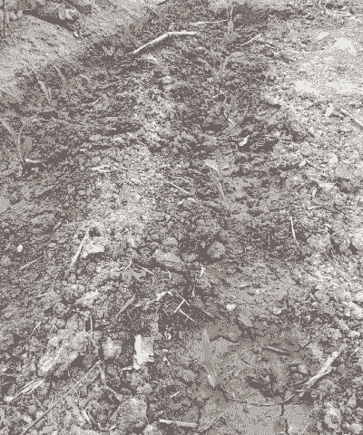 玉米种植几天长芽叶子了