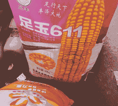 扬州种植啥玉米种子最好