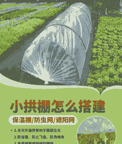 小拱棚甜糯玉米种植方法