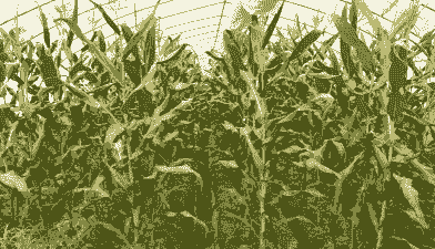 上海农科玉米种植基地有哪些