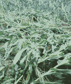 玉米种植倒伏了怎么办