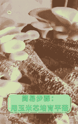 玉米种植平菇怎么种好看