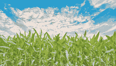 龙江本土特产玉米种植基地