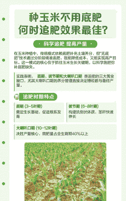 玉米种植不放底肥可以吗