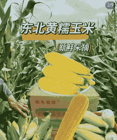 东北黄甜糯玉米种植时间
